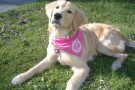 L’Università di Yale promuove la “Dog Therapy” anti-stress