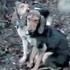 Una storia di cani e di amicizia