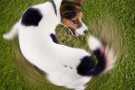 Gli animali e l’arrivo dei terremoti