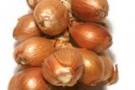 Scalogno
