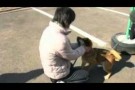 Cane salvato dalla Guardia Costiera giapponese ritrova la sua compagna umana