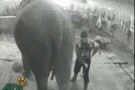 L’elefantessa Anne dopo è al Longleat Safari Park