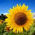 Inquinamento nucleare: campi di girasoli per ripulire il suolo di Fukushima