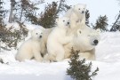 WWF: Progetto SPECIE POLARI