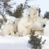 WWF: Progetto SPECIE POLARI