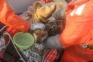 Giappone: Cane salvato dopo tre settimane