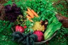 Voglia di verde: parte il progetto Orto delle Donne