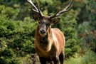 Germania: troppi cervi nelle foreste Harz