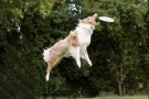 Padova capitale mondiale del “Tonus Disc Dog day”