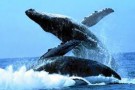 Le balene tornano a New York City