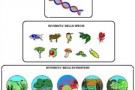 Biodiversità: per l’Ue nuova strategia in sei punti