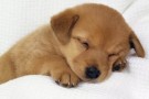 Ecco il resort per cani orfani dei padroni