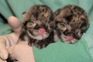 Cuccioli di leopardi e pantere nelle valigie