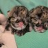 Cuccioli di leopardi e pantere nelle valigie