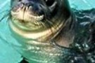 Una piccola foca liberata dopo la riabilitazione corre verso il mare