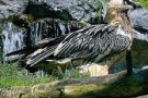 Il ritorno del gipeto sulle Alpi. E’ nato Siel, il primo da 100 anni
