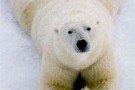 Islanda: ucciso un altro orso bianco