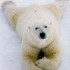 Islanda: ucciso un altro orso bianco