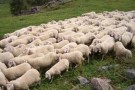 1200 pecore al lavoro per il taglio del prato