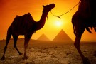 In Australia ad inquinare sono i cammelli