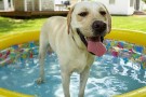 Afa: i consigli per non far soffrire Fido e Micio