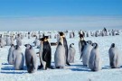 La storia di Happy Feet e la strada verso l’antartide