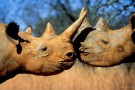Rinoceronti a rischio estinzione in Sudafrica