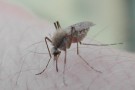 Combattere le zanzare senza inquinare l’ambiente