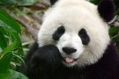 Feci di panda come sostituto del petrolio?