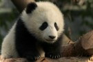 Natale 2011: adotta un cucciolo con il WWF