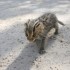 Cambogia: salvati due cuccioli di gatto leopardo