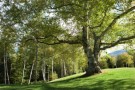 Tree-Nation, il social network per piantare gli alberi
