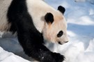 Video: il panda che gioca con la neve