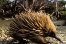 Echidna -parte prima-