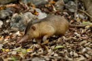 Solenodonte di Hispaniola -parte prima-