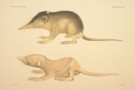 Solenodonte di Hispaniola -parte seconda-