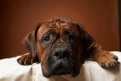 La cassazione riconosce i danni morali ai padroni degli animali maltrattati