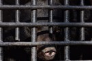Orsi torturati negli allevamenti: gli animalisti cinesi in protesta
